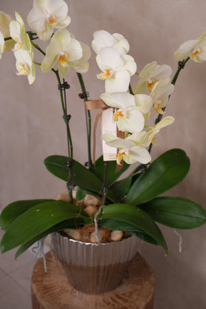 Phalaenopsis Orchids - Lunaria by Bamboo Green Florist, Penang, photo 4
