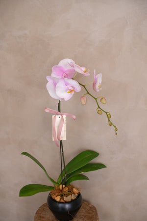 Love Being Your'chid- Blush Purple Bouquet by Bamboo Green Florist, Penang, photo 7