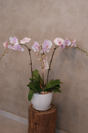 Love Being Your'chid- Blush Purple Bouquet by Bamboo Green Florist, Penang, photo 2