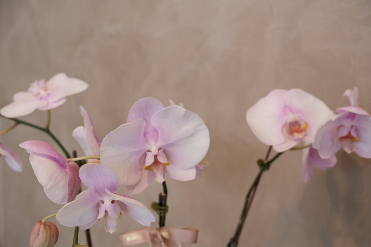 Love Being Your'chid- Blush Purple Bouquet by Bamboo Green Florist, Penang