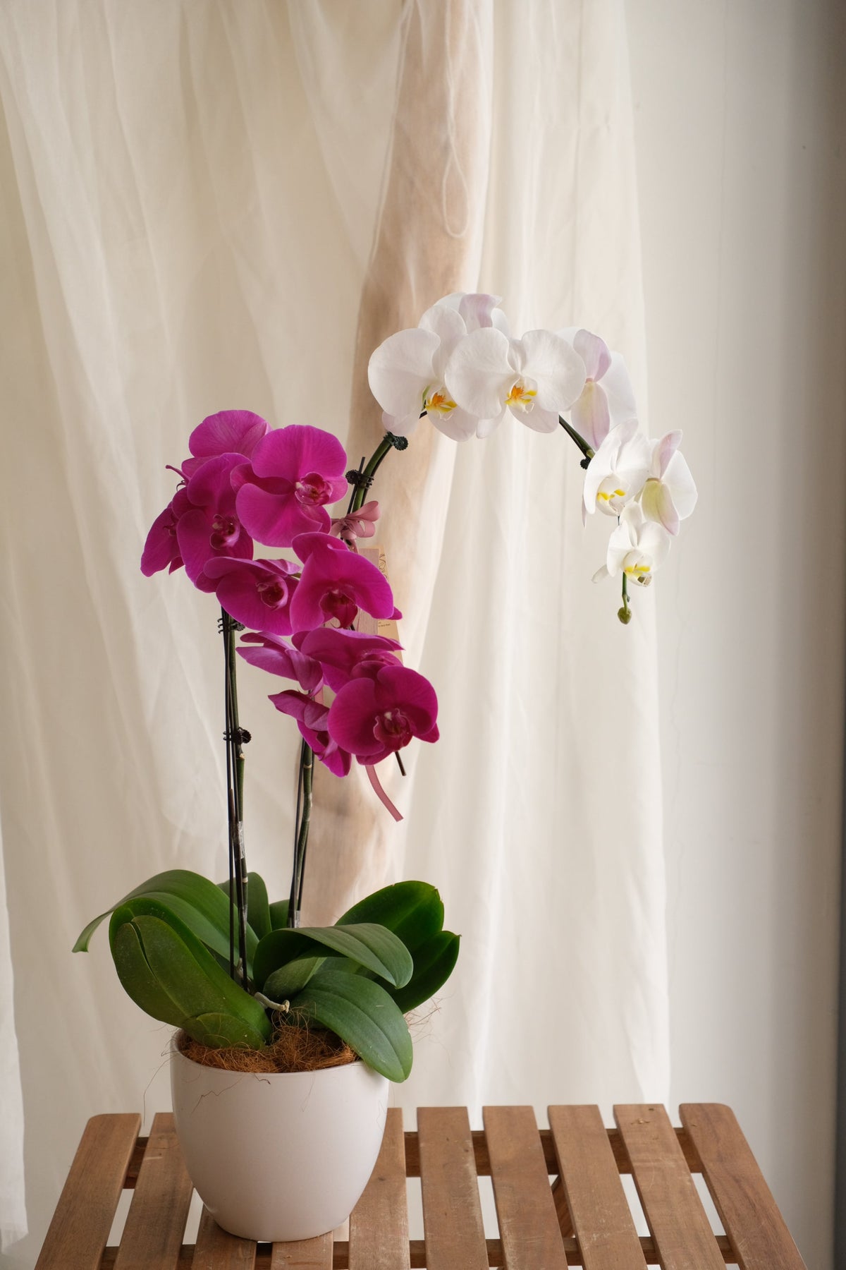Phalaenopsis Orchid - MIX by Bamboo Green Florist, Penang