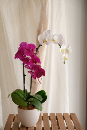 Phalaenopsis Orchid - MIX by Bamboo Green Florist, Penang
