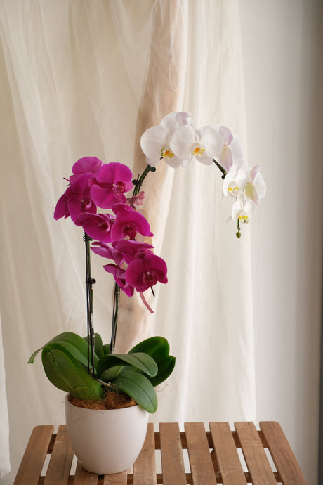 Phalaenopsis Orchid - MIX by Bamboo Green Florist, Penang