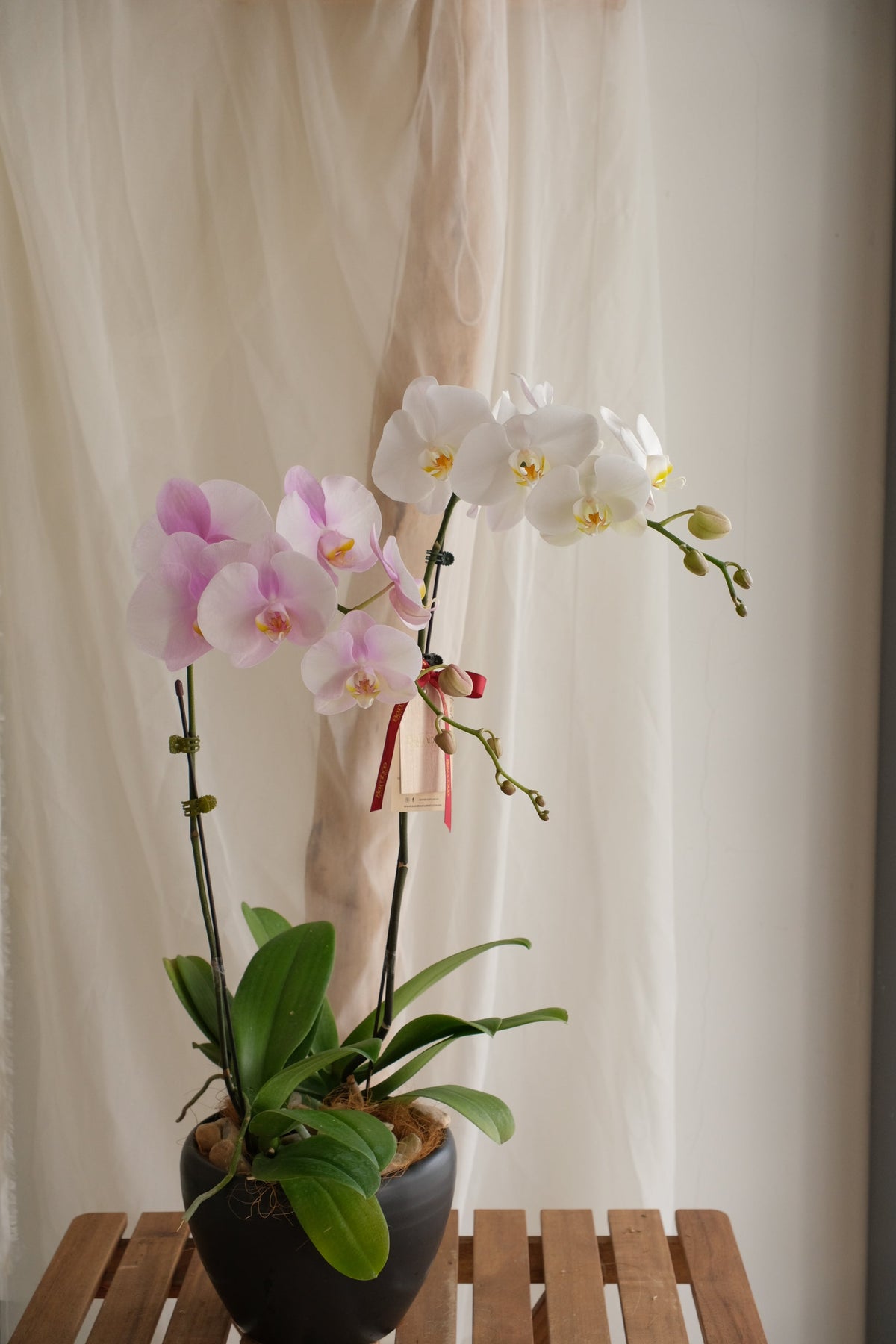 Phalaenopsis Orchid - MIX by Bamboo Green Florist, Penang, photo 2