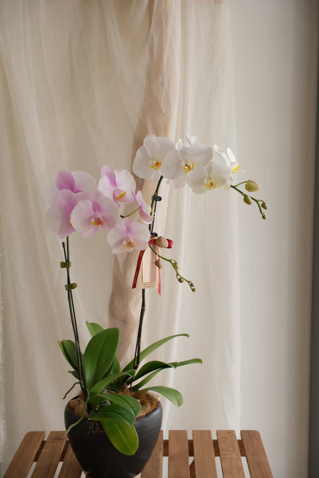 Phalaenopsis Orchid - MIX by Bamboo Green Florist, Penang, photo 2