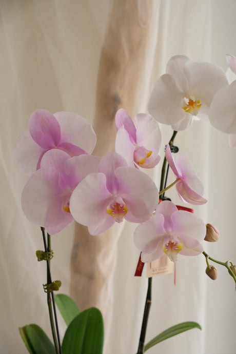 Phalaenopsis Orchid - MIX by Bamboo Green Florist, Penang, photo 5