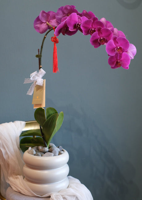 Fortune Phalaenopsis - Dark Purple Orchid Pot by Bamboo Green Florist, Penang, photo 7