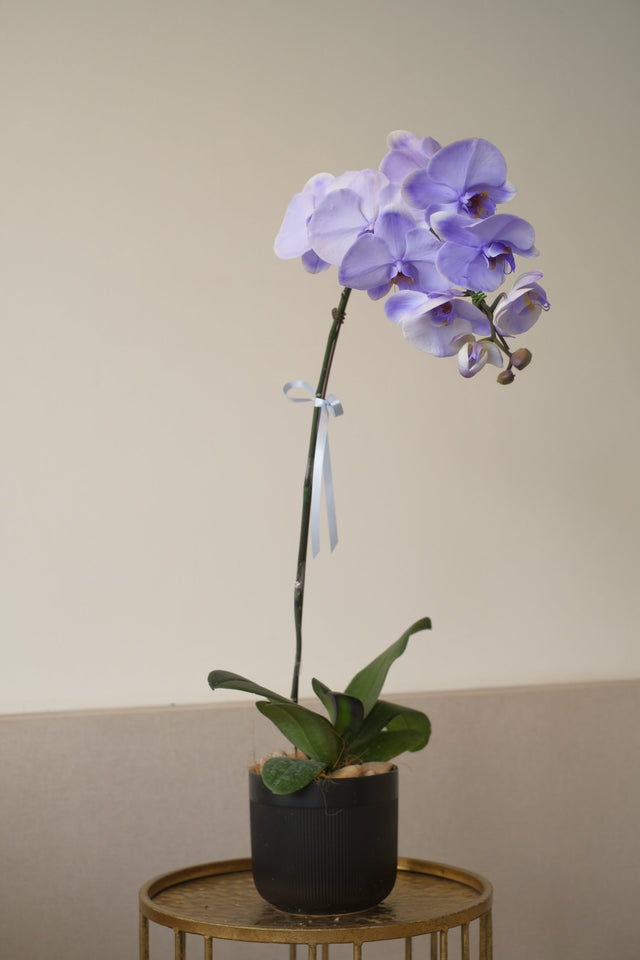 Keningston Orchid (Dyed Blue) by Bamboo Green Florist, Penang