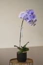 Keningston Orchid (Dyed Blue) by Bamboo Green Florist, Penang
