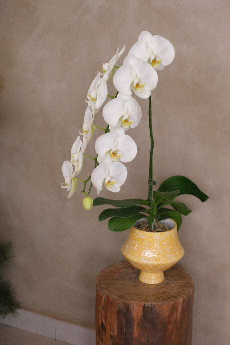 Terrazzo — White Phalaenopsis Orchid by Bamboo Green Florist, Penang