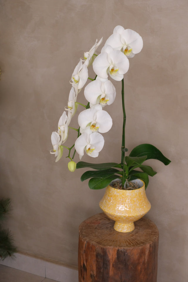 Terrazzo — White Phalaenopsis Orchid by Bamboo Green Florist, Penang