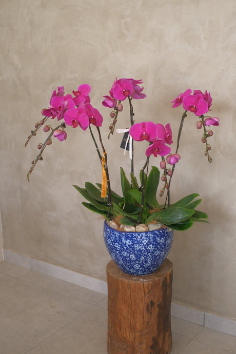 Phalaenopsis - Purple Orchid Pot by Bamboo Green Florist, Penang, photo 9