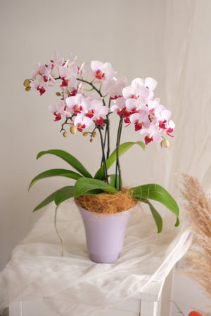 Mimosa — Midi Phalaenopsis Orchid by Bamboo Green Florist, Penang, photo 2