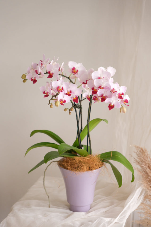 Mimosa — Midi Phalaenopsis Orchid by Bamboo Green Florist, Penang