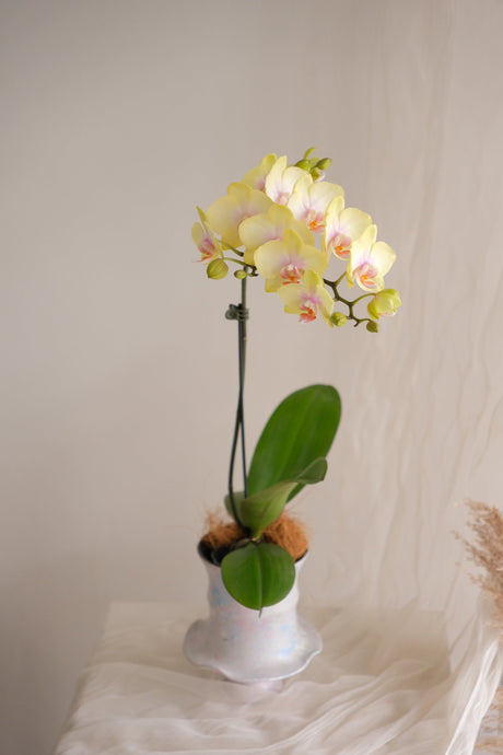 Yellow Bumblebee — Phalaenopsis Orchid by Bamboo Green Florist, Penang, photo 2