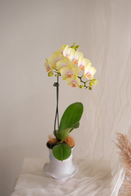 Yellow Bumblebee — Phalaenopsis Orchid by Bamboo Green Florist, Penang