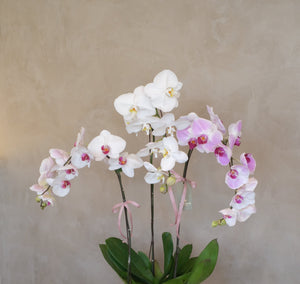 Phalaenopsis - Heritage Orchids (Mix) by Bamboo Green Florist, Penang, photo 2