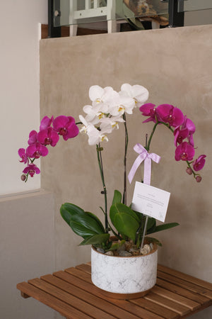 Phalaenopsis - Heritage Orchids (Mix) by Bamboo Green Florist, Penang, photo 3