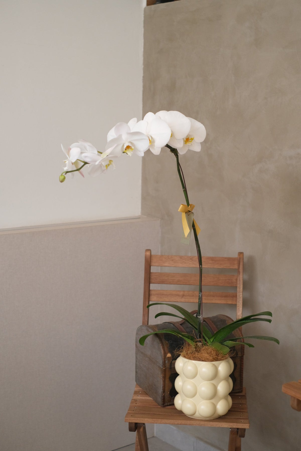 Love Being Your'chid - White Phalaenopsis Orchid by Bamboo Green Florist, Penang