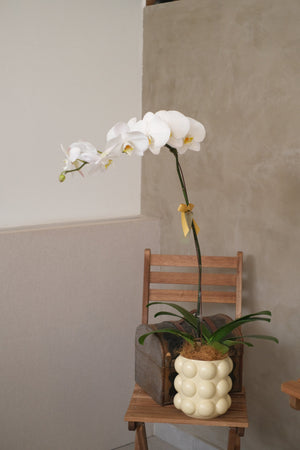 Love Being Your'chid - White Phalaenopsis Orchid by Bamboo Green Florist, Penang