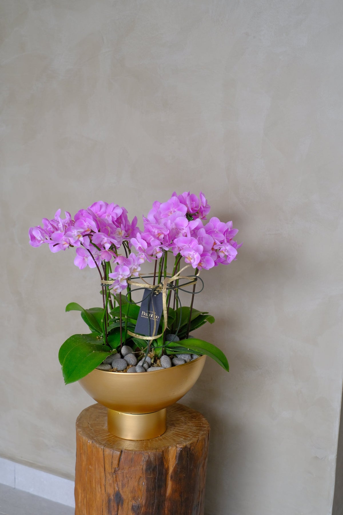 Midi Orchids - Baby Grand by Bamboo Green Florist, Penang, photo 3