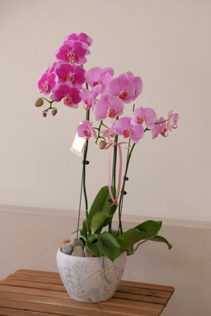Phalaenopsis - Heritage Orchids (Mix) by Bamboo Green Florist, Penang, photo 4