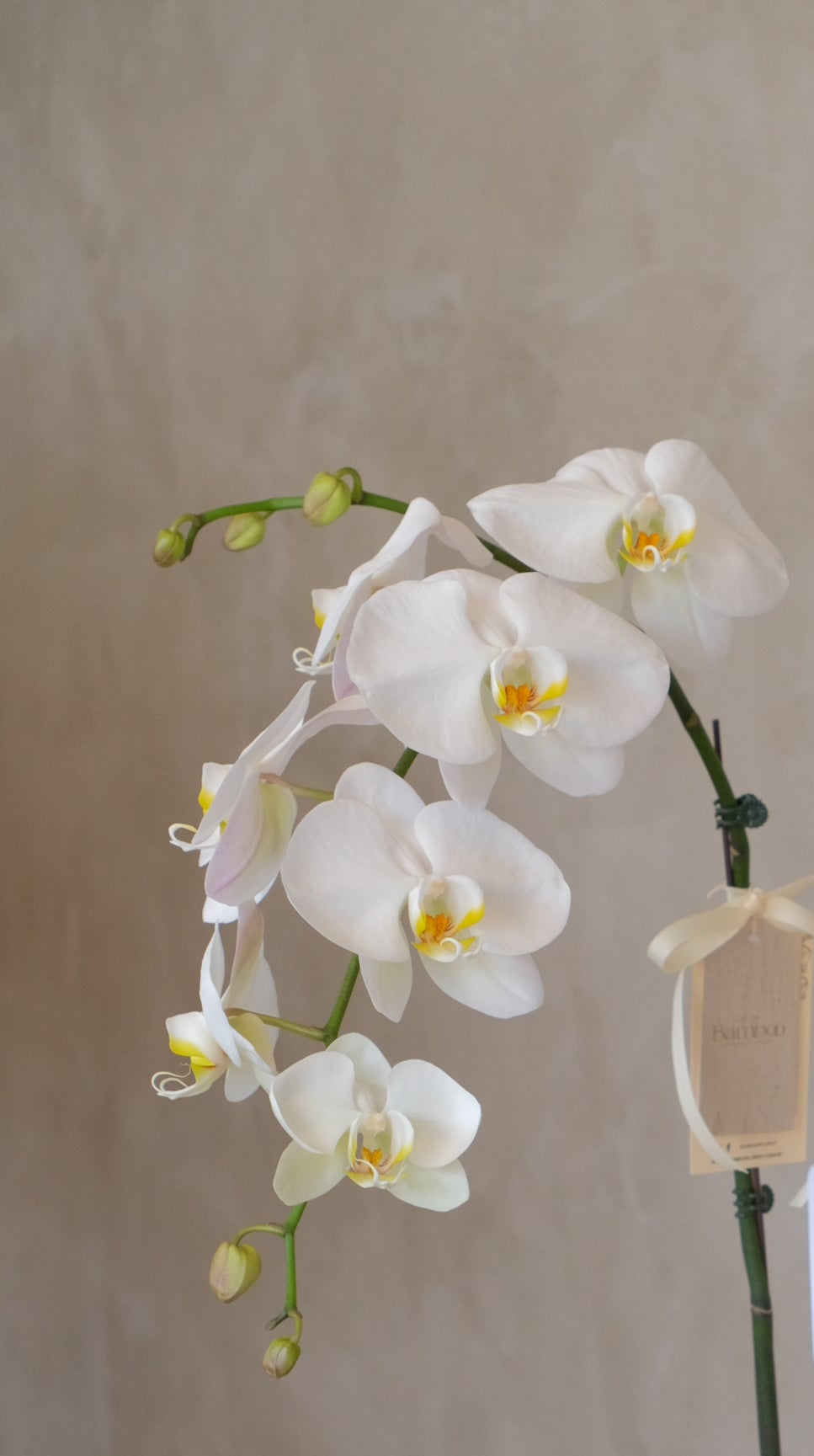 White Phalaenopsis Orchid by Bamboo Green Florist, Penang, photo 4
