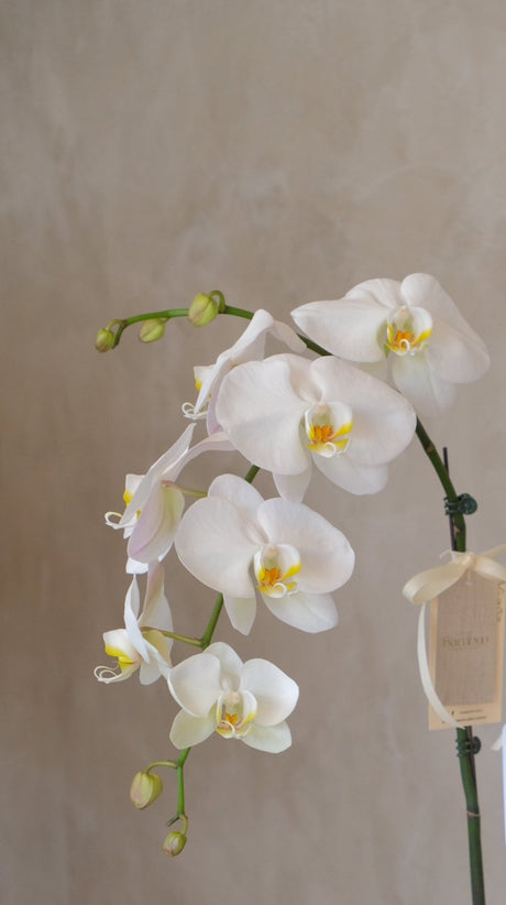 White Phalaenopsis Orchid by Bamboo Green Florist, Penang, photo 4