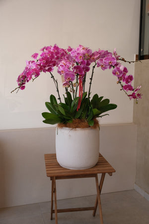 Mixed Phalaenopsis Orchids - Torres by Bamboo Green Florist, Penang, photo 3