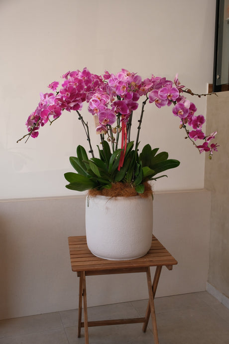 Mixed Phalaenopsis Orchids - Torres by Bamboo Green Florist, Penang, photo 3