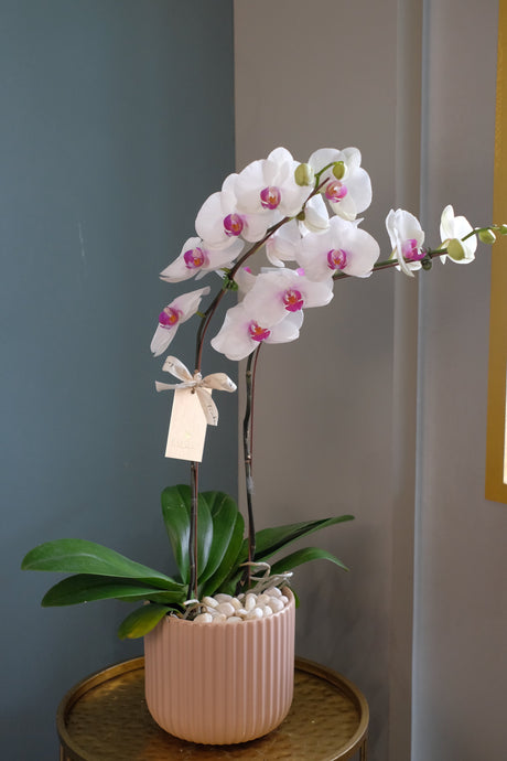 Luciana Orchid Pot by Bamboo Green Florist, Penang, photo 2