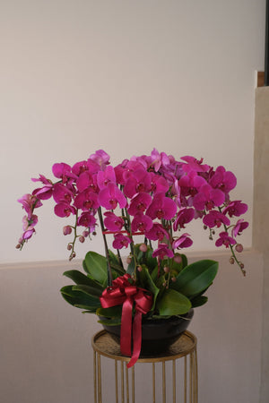 Fortune Phalaenopsis - Dark Purple Orchid Pot by Bamboo Green Florist, Penang, photo 13