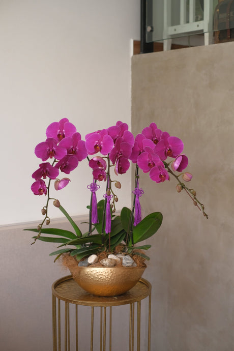 Phalaenopsis - Purple Orchid Pot by Bamboo Green Florist, Penang, photo 3