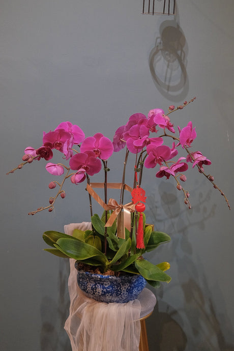 Fortune Phalaenopsis - Dark Purple Orchid Pot by Bamboo Green Florist, Penang, photo 3