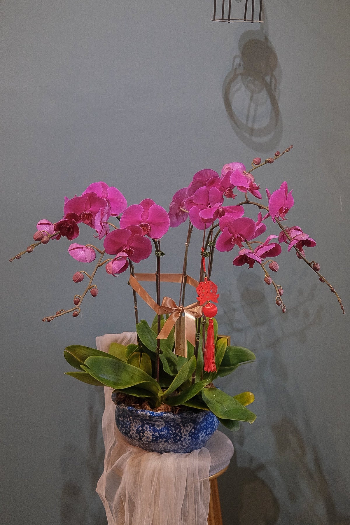Phalaenopsis - Purple Orchid Pot by Bamboo Green Florist, Penang, photo 4