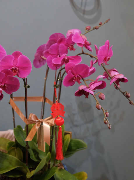 Phalaenopsis - Purple Orchid Pot by Bamboo Green Florist, Penang, photo 7
