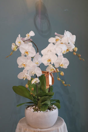 White Phalaenopsis Orchid by Bamboo Green Florist, Penang, photo 8