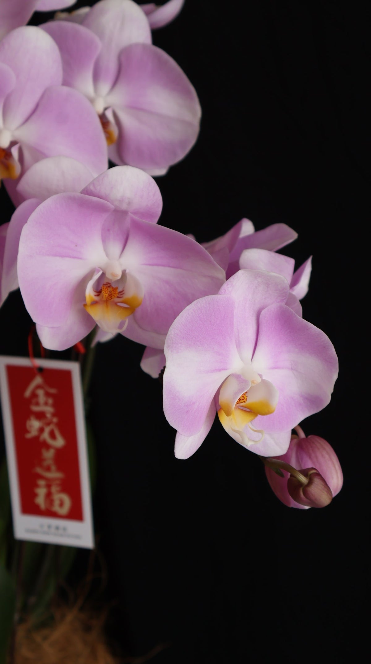 Opulent Phalaenopsis Orchid - Light Purple by Bamboo Green Florist, Penang, photo 9