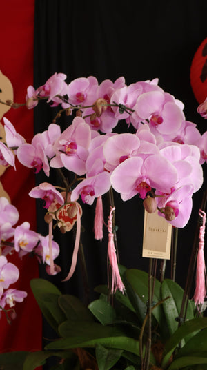 Opulent Phalaenopsis Orchid - Light Purple by Bamboo Green Florist, Penang, photo 10