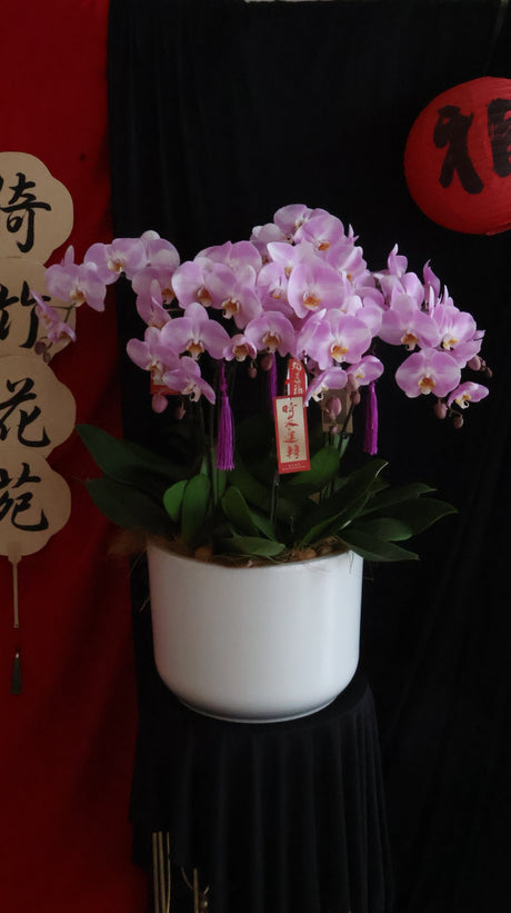 Opulent Phalaenopsis Orchid - Light Purple by Bamboo Green Florist, Penang, photo 8