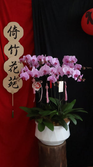 Opulent Phalaenopsis Orchid - Light Purple by Bamboo Green Florist, Penang, photo 7