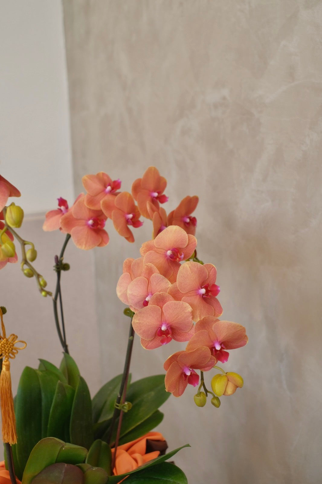 Phalaenopsis- Jinju Orange Orchid Pot by Bamboo Green Florist, Penang, photo 8