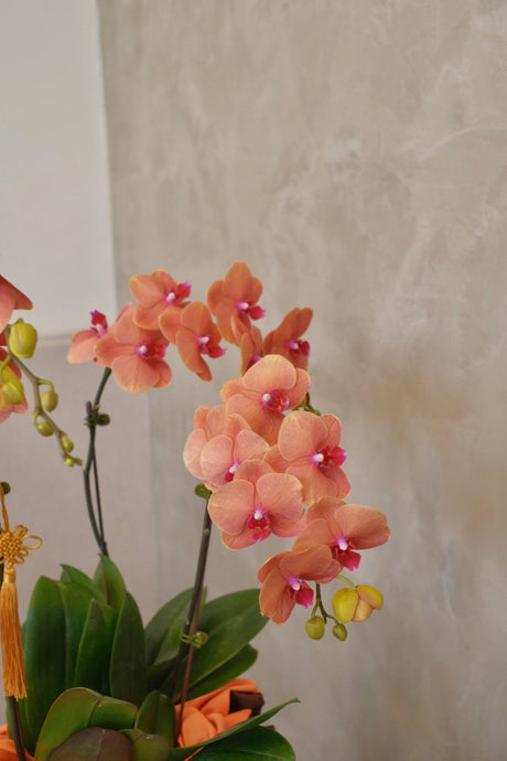 Phalaenopsis- Jinju Orange Orchid Pot by Bamboo Green Florist, Penang, photo 8