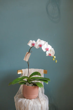 Luciana Orchid Pot by Bamboo Green Florist, Penang, photo 3