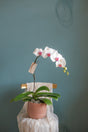 Luciana Orchid Pot by Bamboo Green Florist, Penang, photo 3