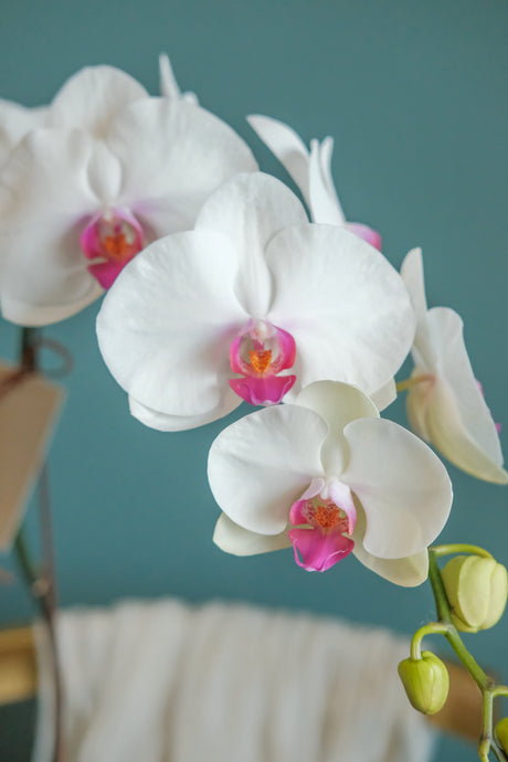 Luciana Orchid Pot by Bamboo Green Florist, Penang, photo 5