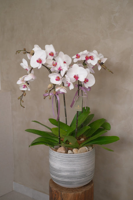 Luciana Orchid Pot by Bamboo Green Florist, Penang