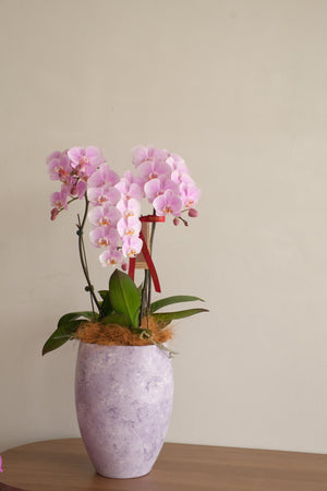 Fresh Lumière Phalaenopsis Orchids by Bamboo Green Florist, Penang, photo 2