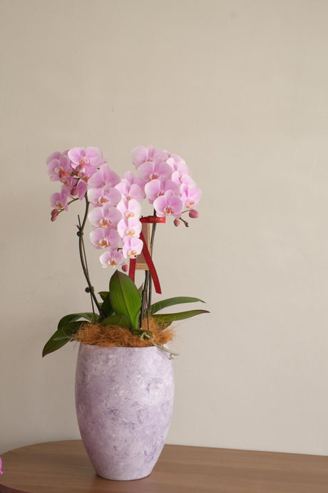Fresh Lumière Phalaenopsis Orchids by Bamboo Green Florist, Penang, photo 2