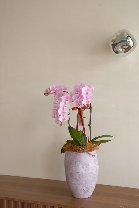 Fresh Lumière Phalaenopsis Orchids by Bamboo Green Florist, Penang, photo 3